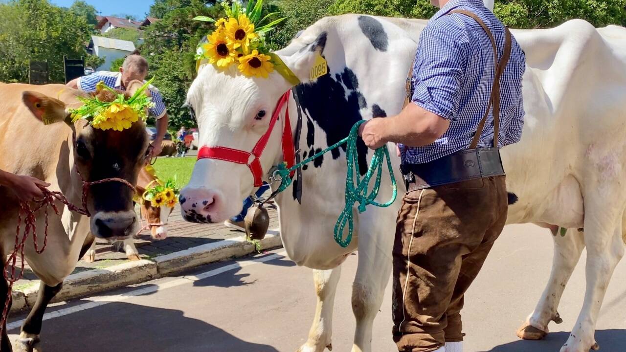 Fast wie daheim: Geschmückte Kühe beim jährlichen Tirolerfest. 
