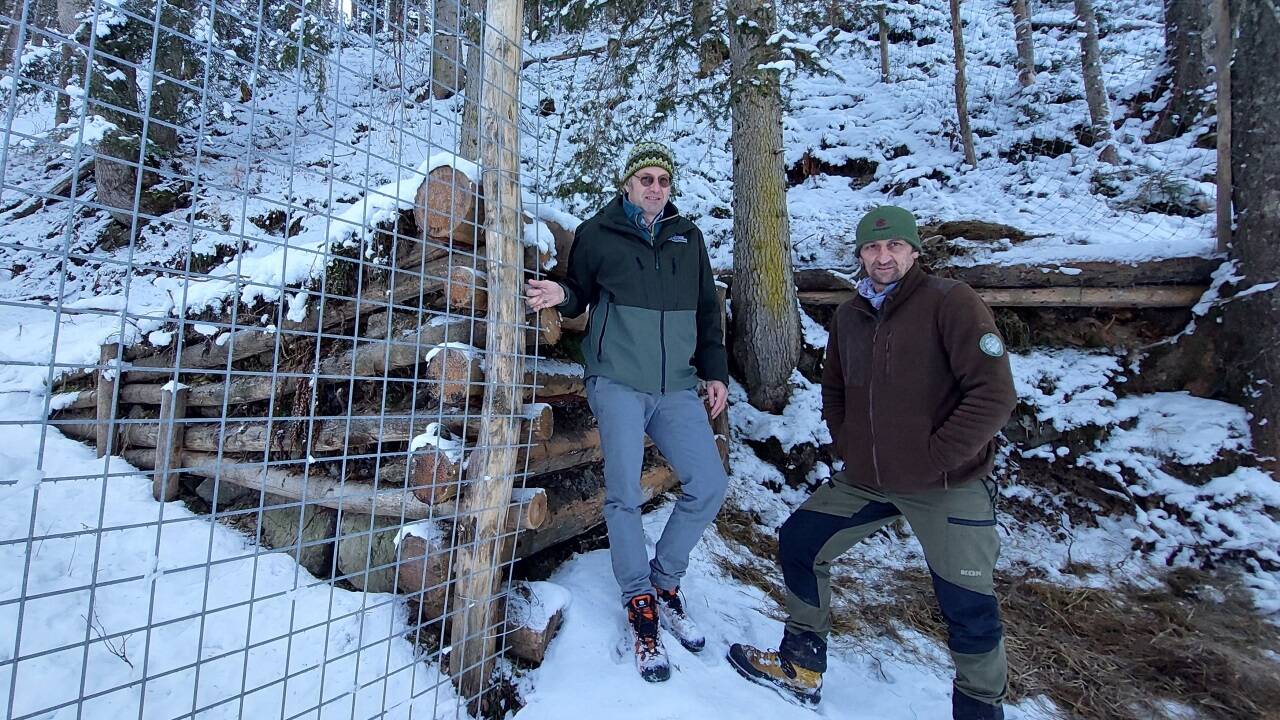 Thomas Zanker und Stefan Holzner von den Saalforsten im Wintergatter. Links ist ein Einsprung zu sehen. Hier können die Tiere in das Gatter hineinspringen, aber nicht mehr hinaus.  Thomas Zanker und Stefan Holzner von den Saalforsten im Wintergatter. Links ist ein Einsprung zu sehen. Hier können die Tiere in das Gatter hineinspringen, aber nicht mehr hinaus.