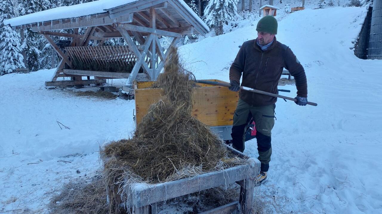 Berufsjäger Stefan Holzner füttert die Tiere jeden Tag.  Berufsjäger Stefan Holzner füttert die Tiere jeden Tag.