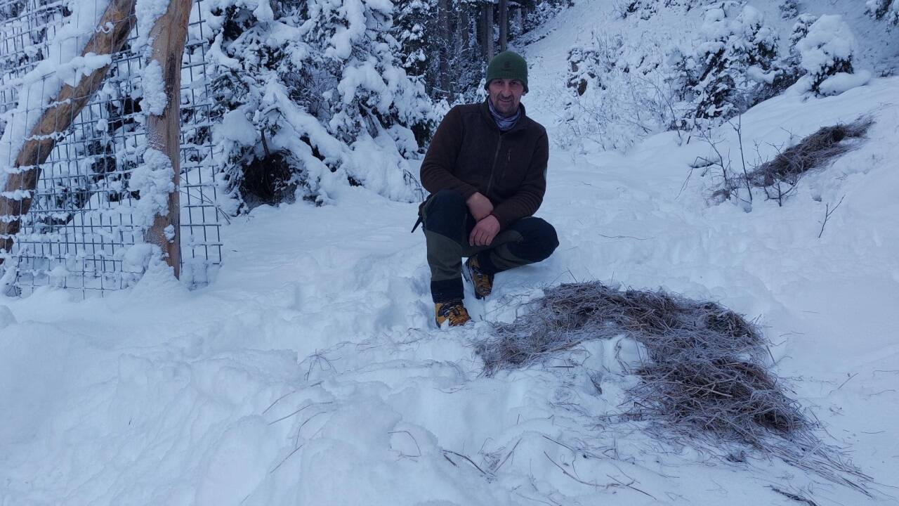 Mit Heuhaufen bei den Toren lockt der Jäger das Wild in das Gatter.  Mit Heuhaufen bei den Toren lockt der Jäger das Wild in das Gatter.