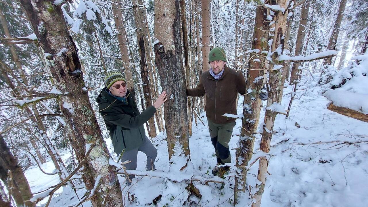 Geschälte und teilweise abgestorbene Bäume.  Geschälte und teilweise abgestorbene Bäume.