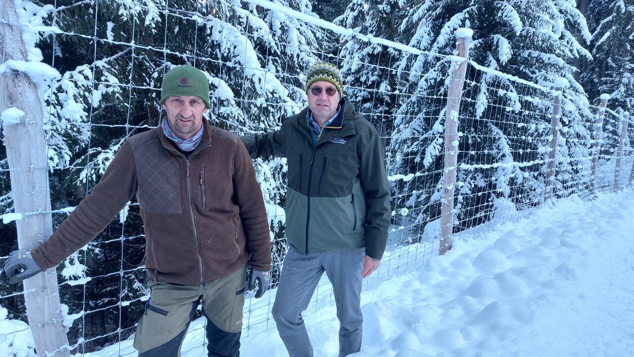 Der Zaun gewährleistet, dass das Wild in Ruhe überwintern kann und es zu keinen Waldschäden kommt.  Der Zaun gewährleistet, dass das Wild in Ruhe überwintern kann und es zu keinen Waldschäden kommt.