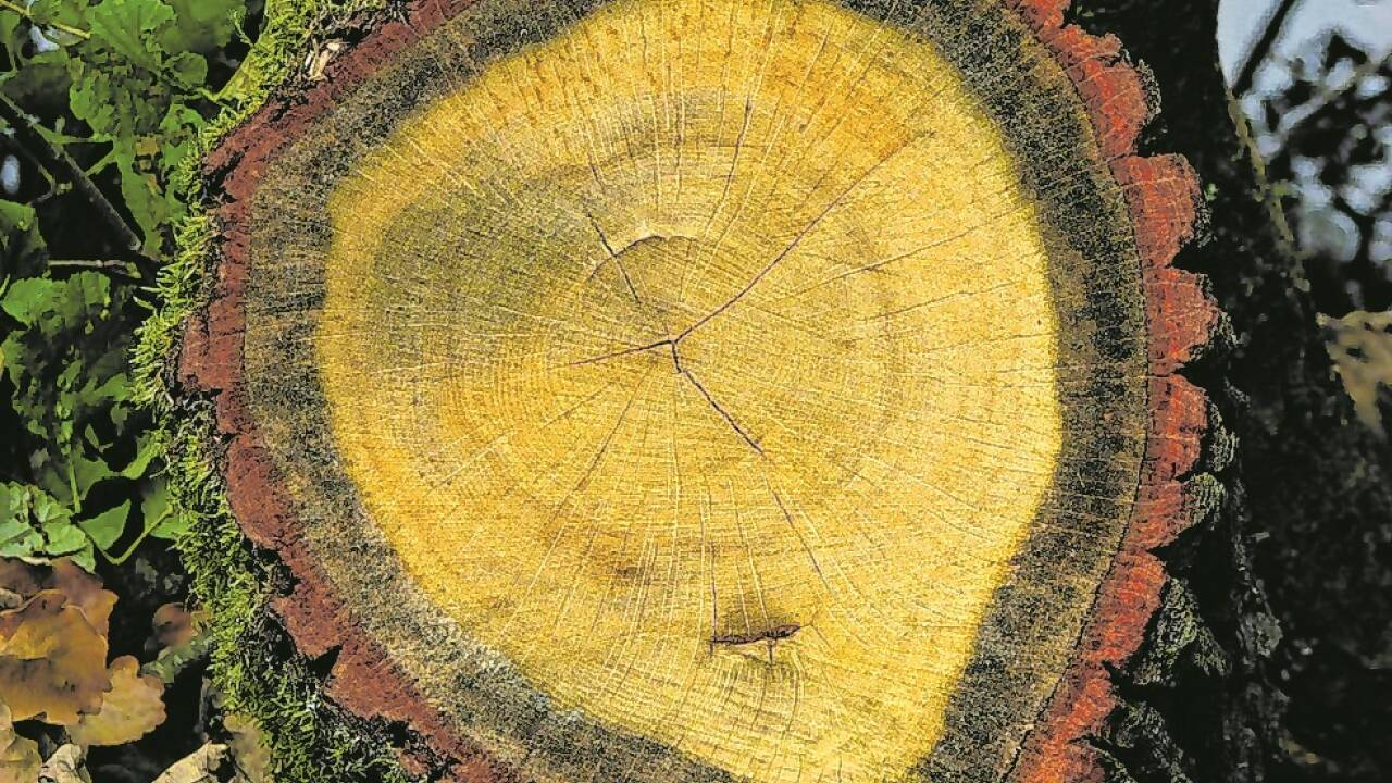 Salzburg setzt verstärkt auf den Baustoff Holz, um den ökologischen und innovativen Wohnbau zu fördern. Bis 2025 stehen bis zu vier Millionen Euro aus einem Nachhaltigkeitsfonds zur Verfügung, um die teils höheren Kosten des Holzbaus abzufedern. 