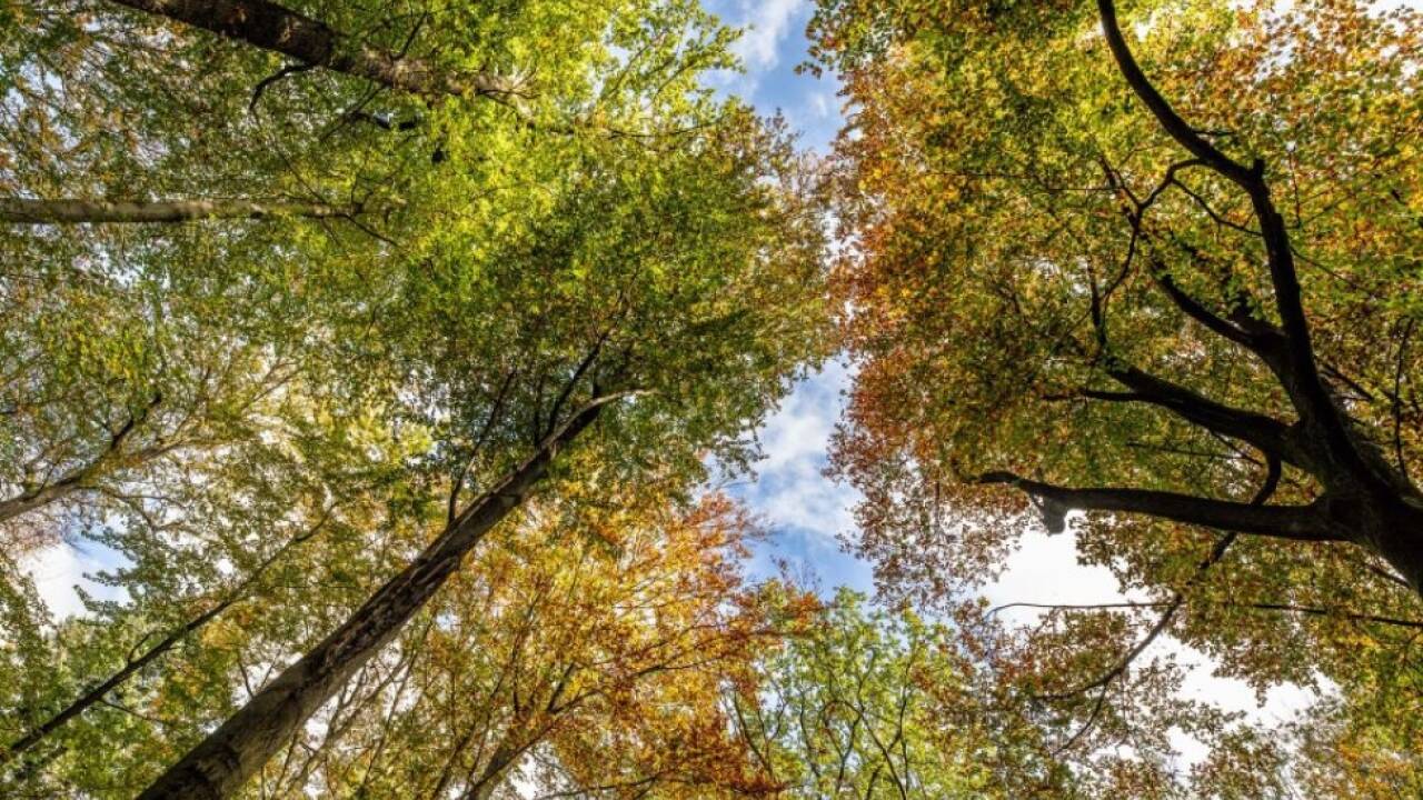 Der Wald soll besser geschützt werden  Der Wald soll besser geschützt werden