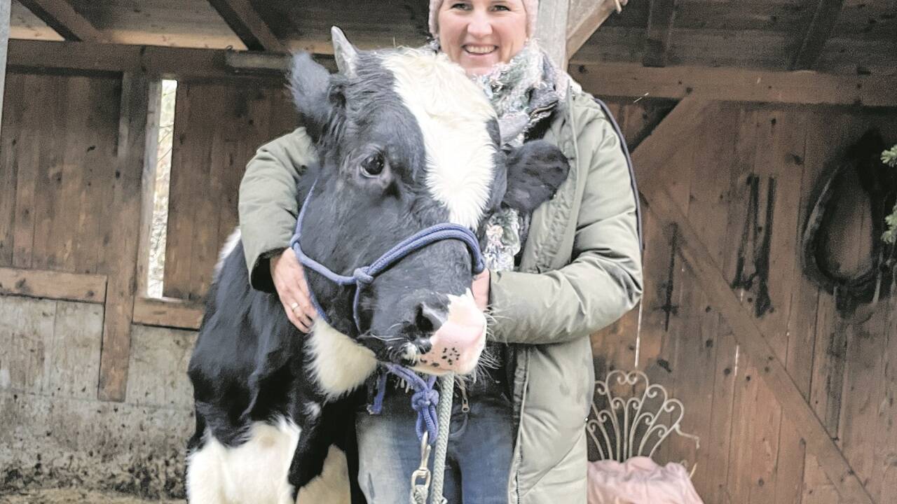 Der Holsteiner Stier Kilian ist ein Jahr alt und halfterführig. Claudia Ehrschwendtner bildet ihn zum tierischen Pädagogen aus.  Der Holsteiner Stier Kilian ist ein Jahr alt und halfterführig. Claudia Ehrschwendtner bildet ihn zum tierischen Pädagogen aus.
