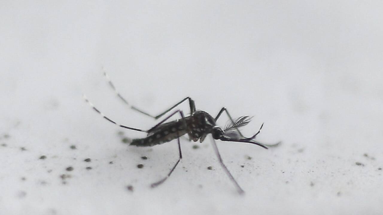 Krankheit wird durch Stechmücken übertragen 