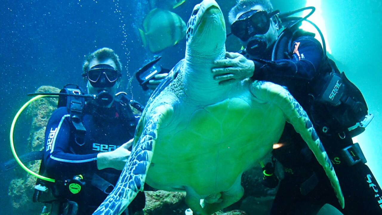 Ablöse unter Wasser mit Schildkröte Puppi  Ablöse unter Wasser mit Schildkröte Puppi