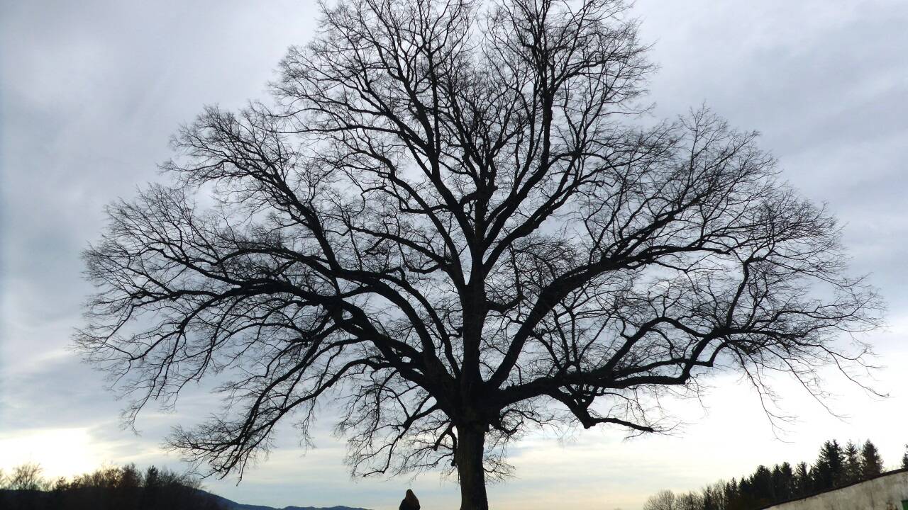 Die landschaftsprägende, 150 Jahre alte Winterlinde am Plainberg, 
