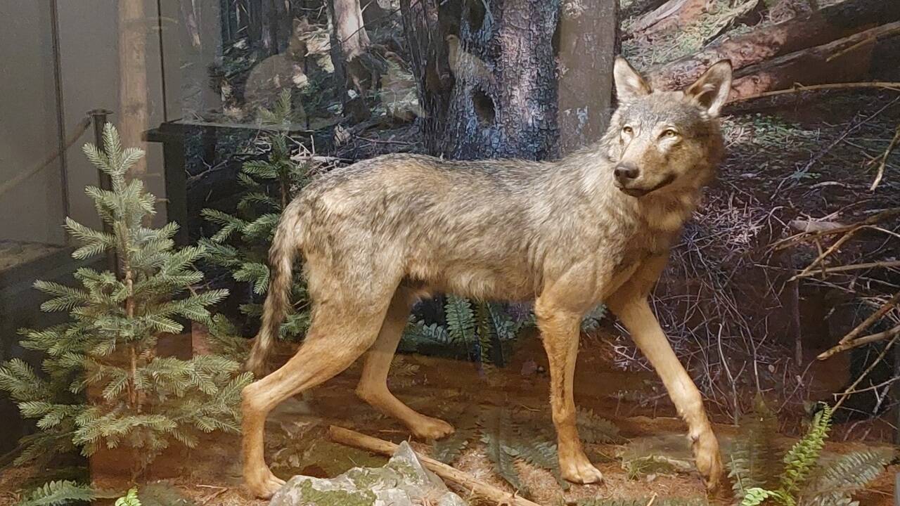 Für das Präparat hat eine Rauriser Firma eine eigene Vitrine angefertigt. 