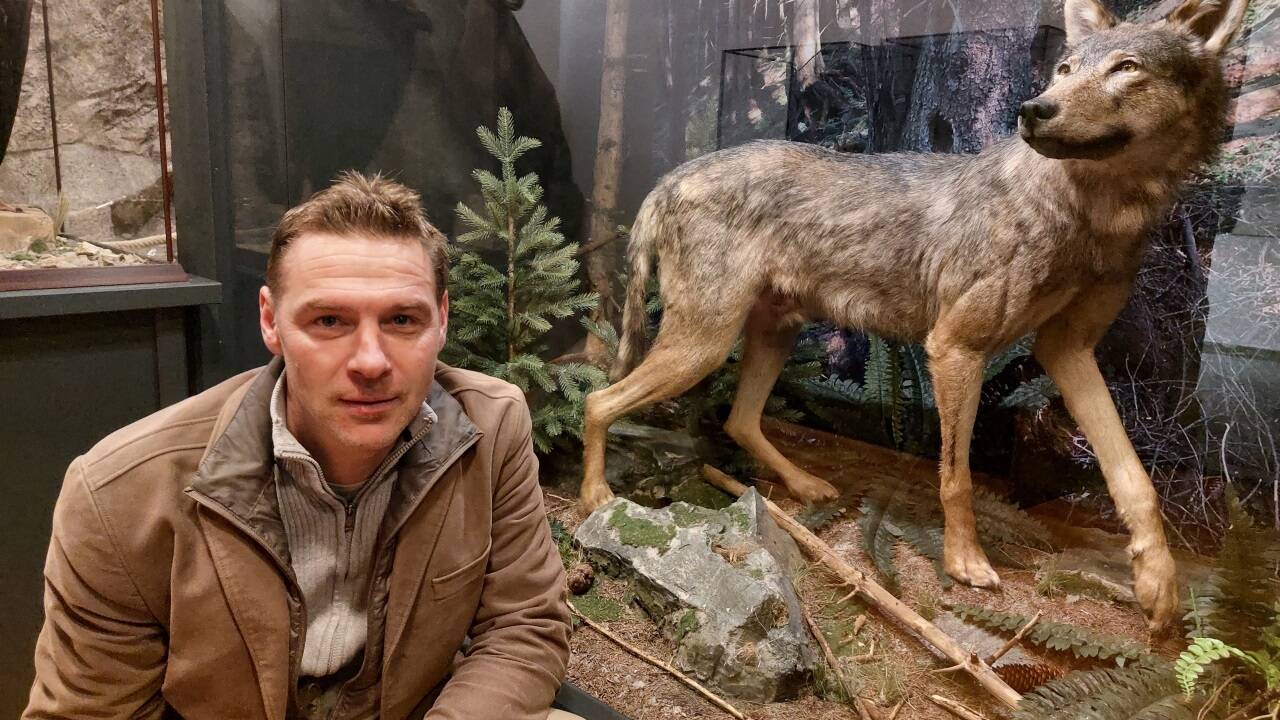 Der Rauriser Bürgermeister Peter Loitfellner vor der Vitrine mit dem Wolf im Talmuseum.  