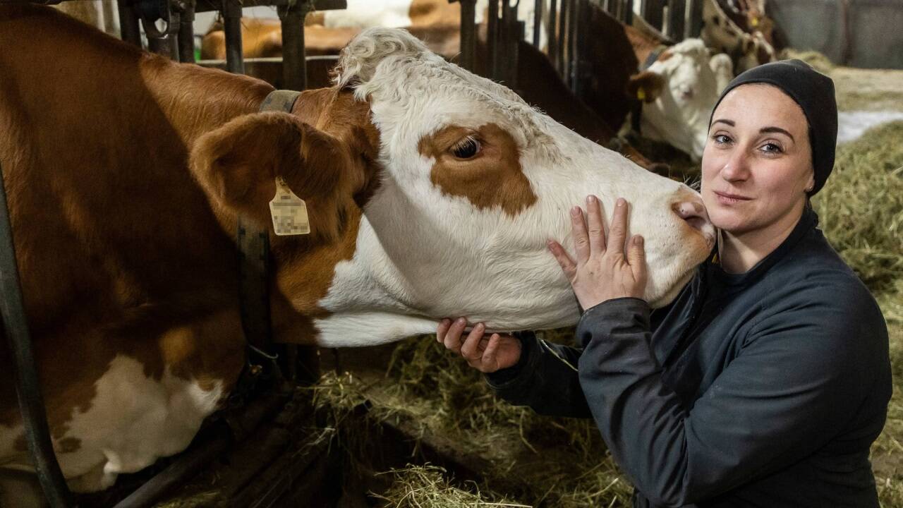 18 Rinder und 6 Kälber stehen im Stall.  