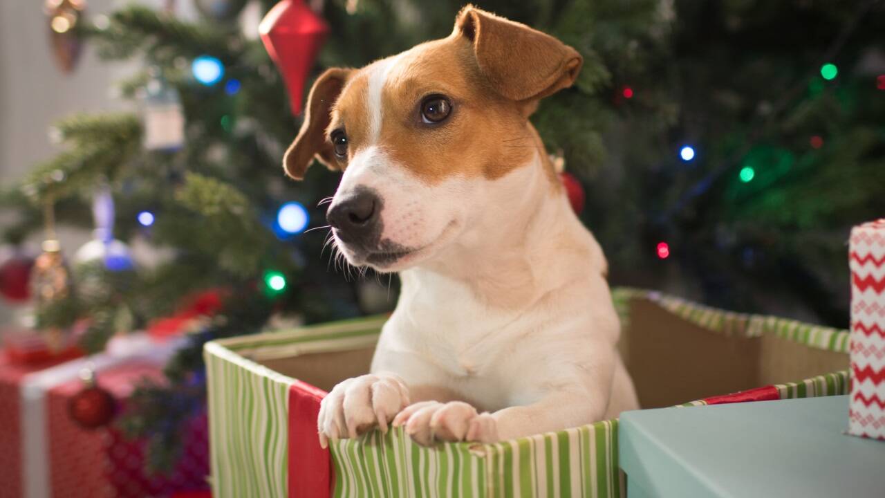 Manche Hunde singen bzw. heulen am 24. Dezember mit. Manche Hunde singen bzw. heulen am 24. Dezember mit.