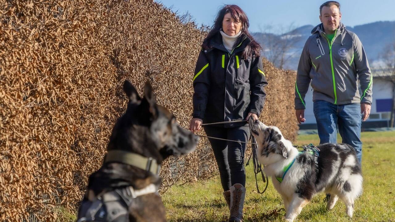 Gesucht und gefunden: Dank Geruchsprobe stöbert Australian Shepherd Cosmo Schäferhund Aton schnell auf.  