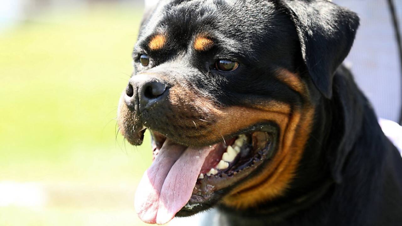 Ein Mädchen führte mit dem Hund Abrichteübungen durch 