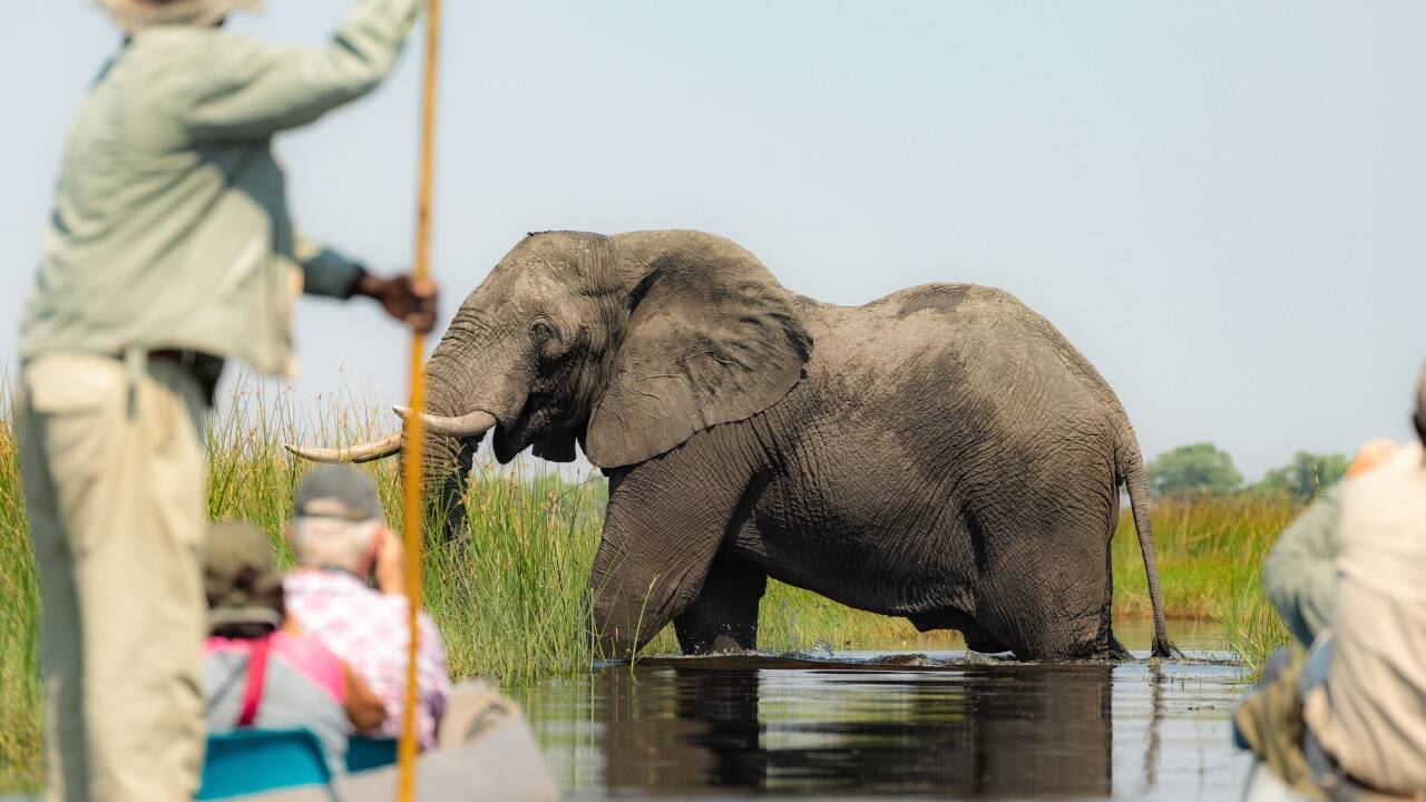 Wilde Begegnungen im Einbaum sind im Okavango-Delta garantiert.  Wilde Begegnungen im Einbaum sind im Okavango-Delta garantiert.