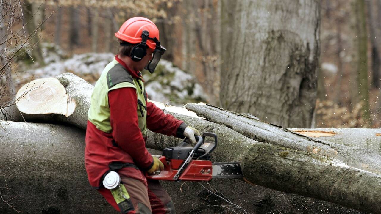 Forstarbeit bleibt gefährlich (Symbolbild). Forstarbeit bleibt gefährlich (Symbolbild).