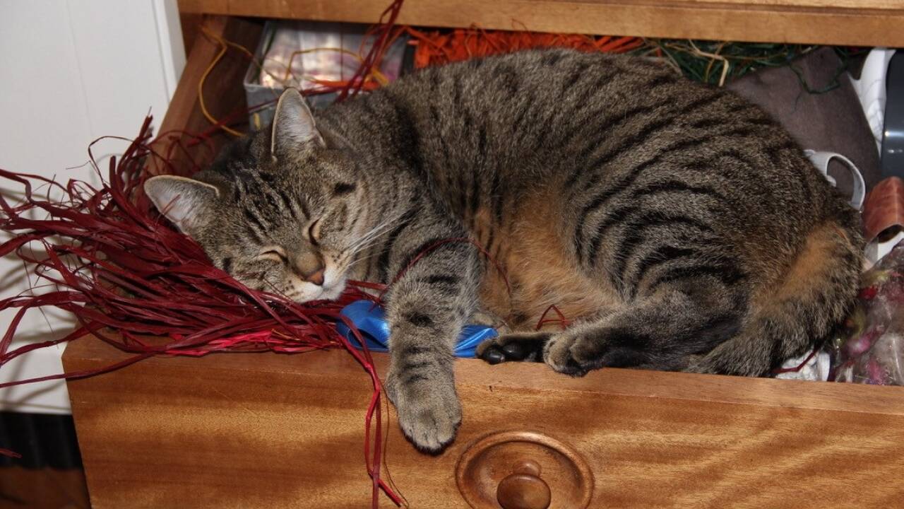 Heuer öfter in der Bastelschublade schlummern – das könnte ein Vorsatz von Katze Saki sein.  