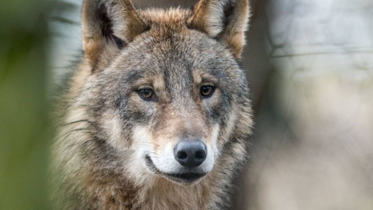 Ein Wolf sorgt im Mühlviertel für Unruhe 