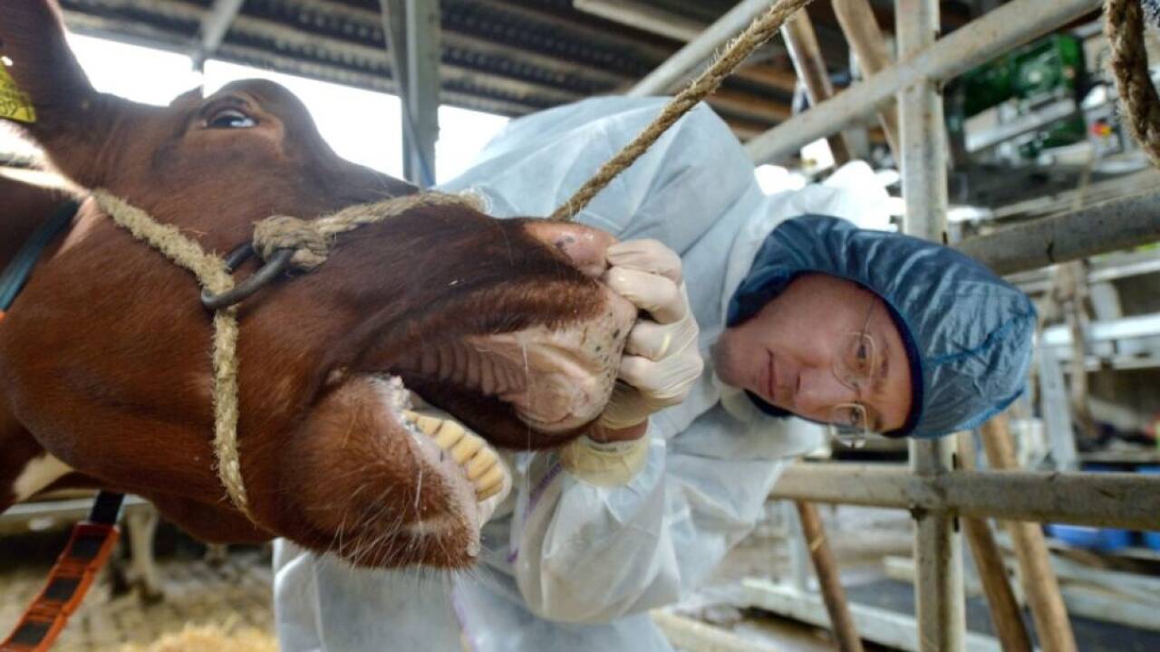 Eine Untersuchung auf Maul- und Klauenseuche gehört für Tierärzte seit Jahrzehnten zum Grundrüstzeug. 