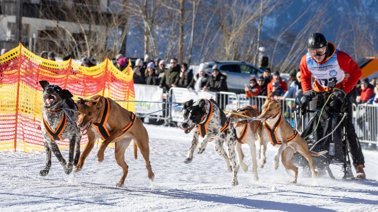 Mehr als 170 Musher waren am Wochenende mit ihren Hundegespannen beim Schlittenhunderennen in Werfenweng am Start. 