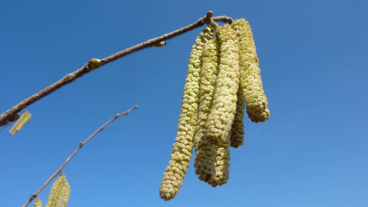 Das Blühen der Hasel bedeutet für viele Pollenallergiker meist den Start der Saison – samt Beschwerden.  