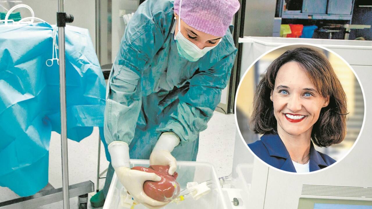 Annemarie Weißenbacher – hier bei ihrer derzeitigen Arbeit als Transplantationschirurgin an der MedUni Innsbruck – wird mit 1. Jänner 2026 Rektorin der PMU in Salzburg. Annemarie Weißenbacher – hier bei ihrer derzeitigen Arbeit als Transplantationschirurgin an der MedUni Innsbruck – wird mit 1. Jänner 2026 Rektorin der PMU in Salzburg.