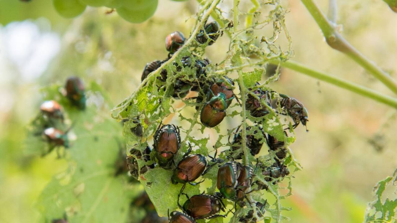 „Alien des Jahres 2025“: Wo der Japankäfer auftaucht, richtet er enormen Schaden an. „Alien des Jahres 2025“: Wo der Japankäfer auftaucht, richtet er enormen Schaden an.