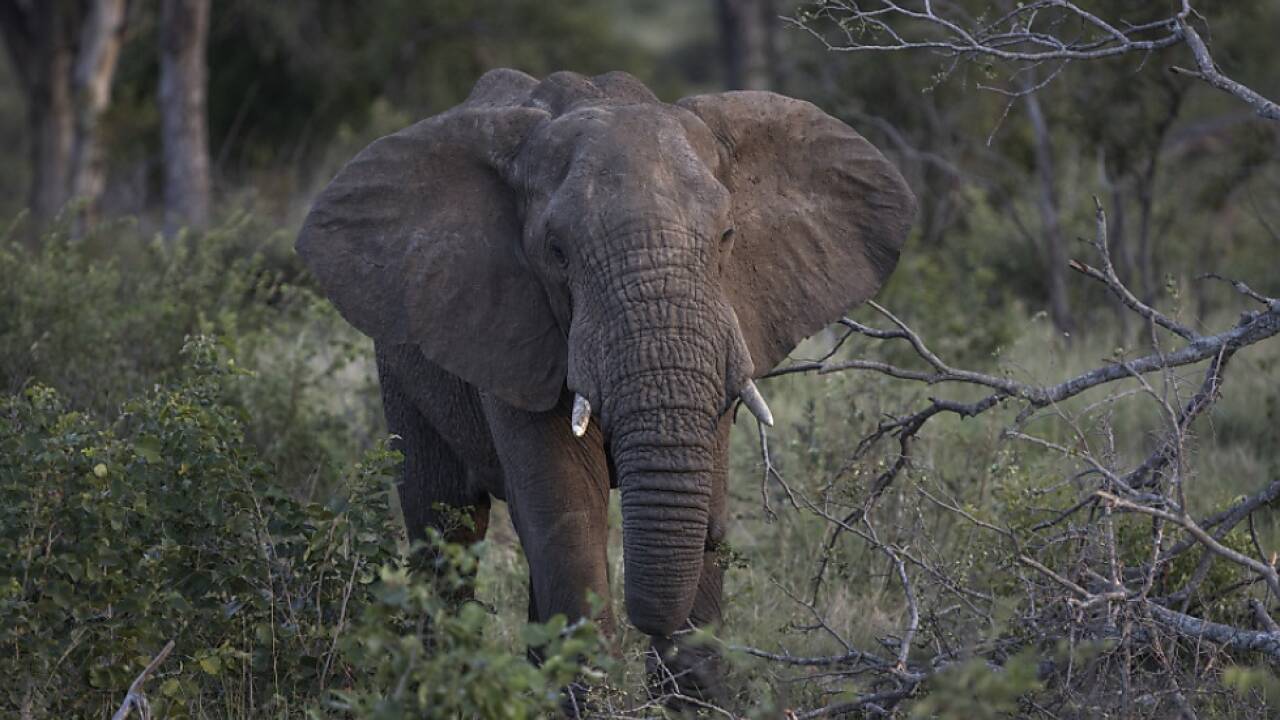Ein Elefant im Krüger-Nationalpark (Symbolbild) 