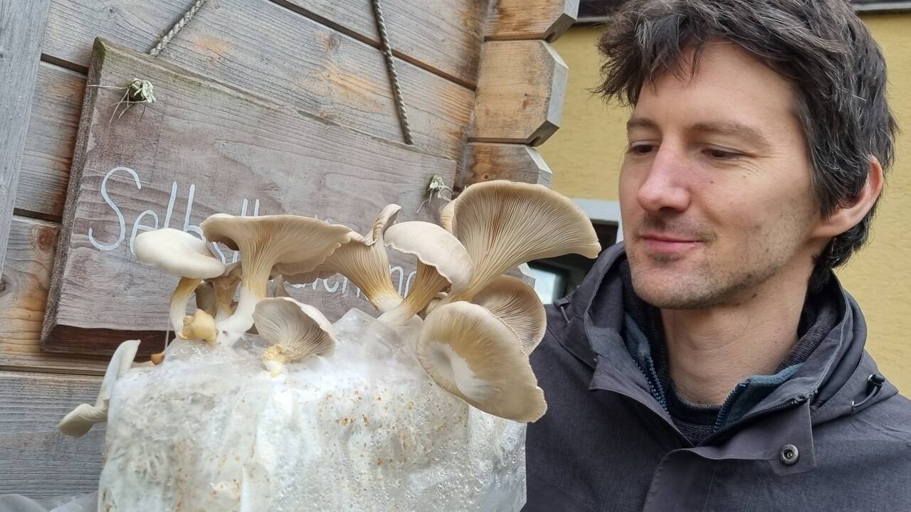 Das Interesse an der Pilzzucht hat Sebastian Reindl in China entdeckt. Jetzt züchtet er am Hof in Schleedorf Pilzbrut. Das Interesse an der Pilzzucht hat Sebastian Reindl in China entdeckt. Jetzt züchtet er am Hof in Schleedorf Pilzbrut.