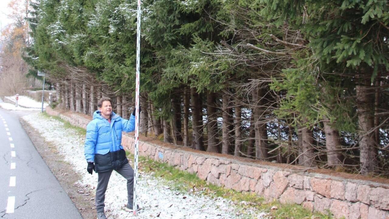 Bis zu 15 Meter hoch waren die Fichten.  