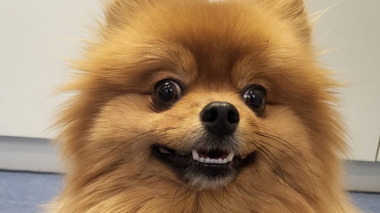 Trügerisches Lächeln: Dieser Pomeranian hält Fremde auf Abstand, wird schnell nervös und kläfft auch gern. 