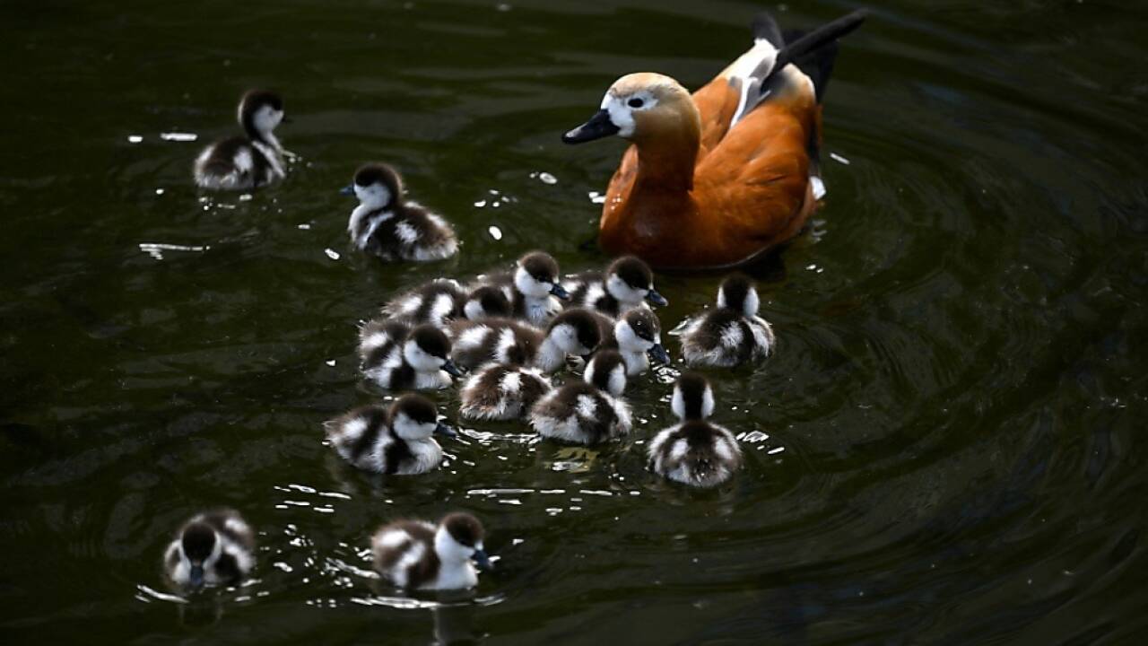 Ein ähnliches Exemplar soll in Venedig geschossen worden sein 