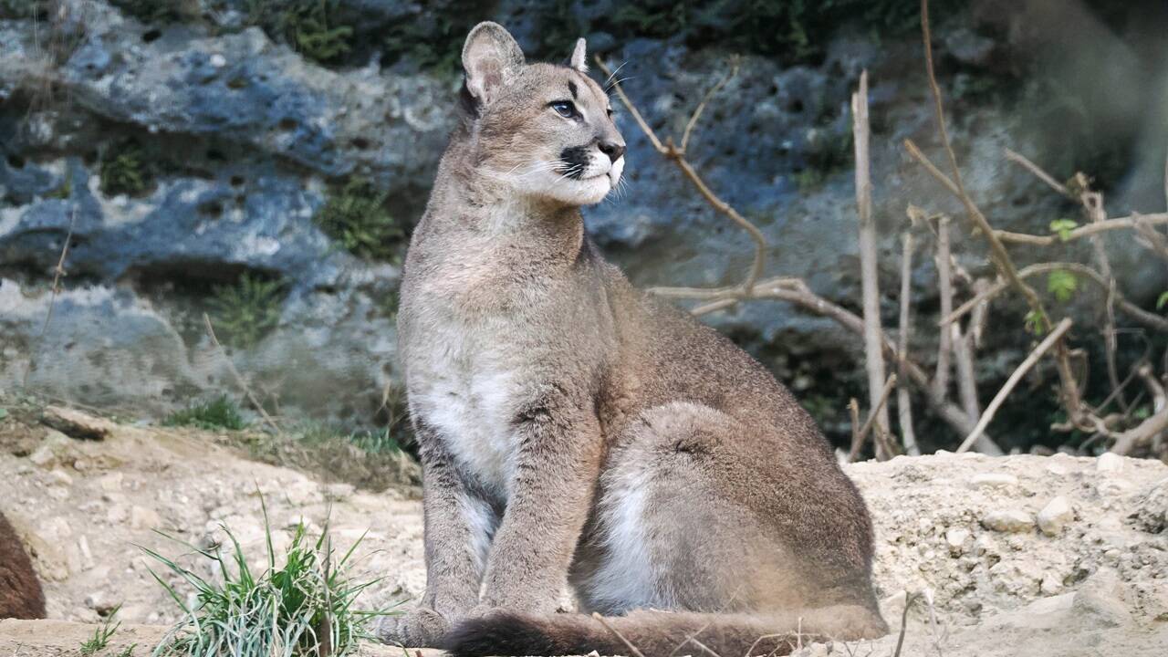 Der Salzburger Zoo begeistert mit seiner artenreichen Tierwelt kleine wie große Besucher. 