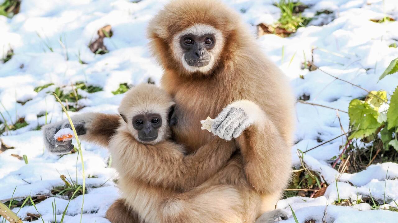Der Salzburger Zoo begeistert mit seiner artenreichen Tierwelt kleine wie große Besucher. 