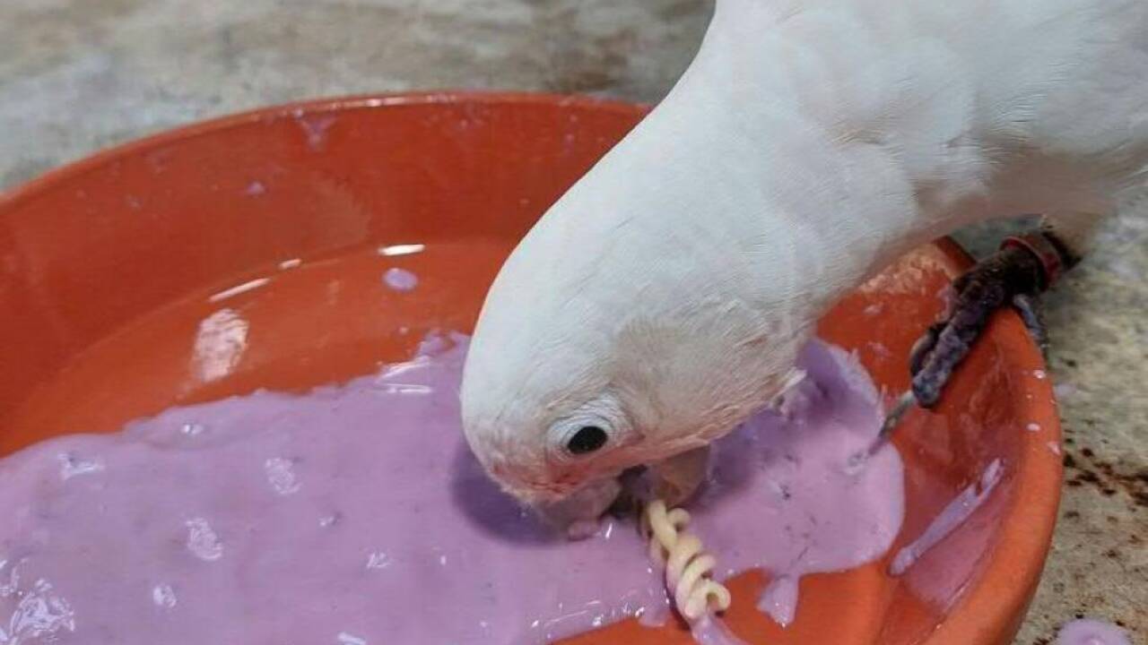 Futter zu würzen dürfte eine neue Erfindung der Vögel sein 