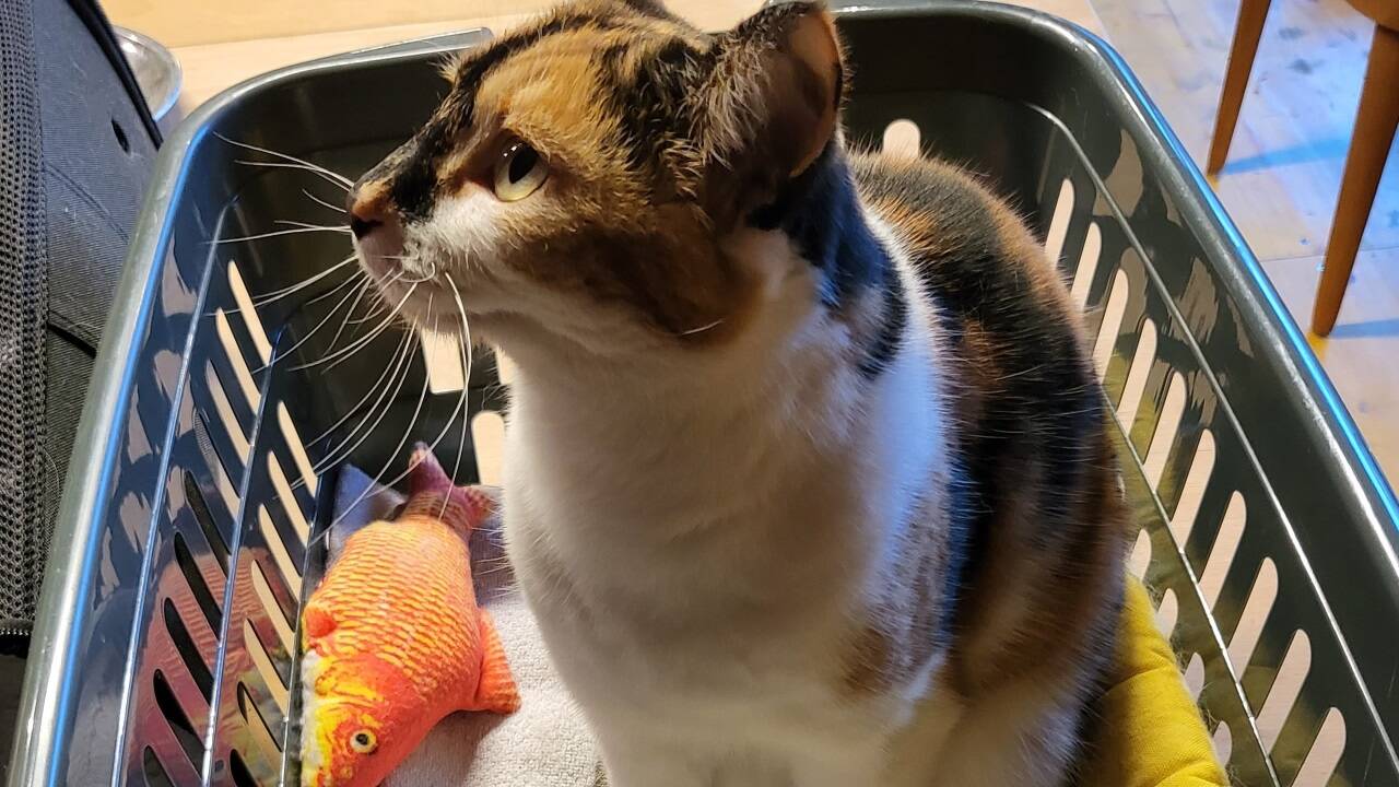 Liegt da wie ein normales Stofftier. Doch dieser Goldfisch, Cindys Lieblingsspielzeug, hat es in sich.  Liegt da wie ein normales Stofftier. Doch dieser Goldfisch, Cindys Lieblingsspielzeug, hat es in sich.