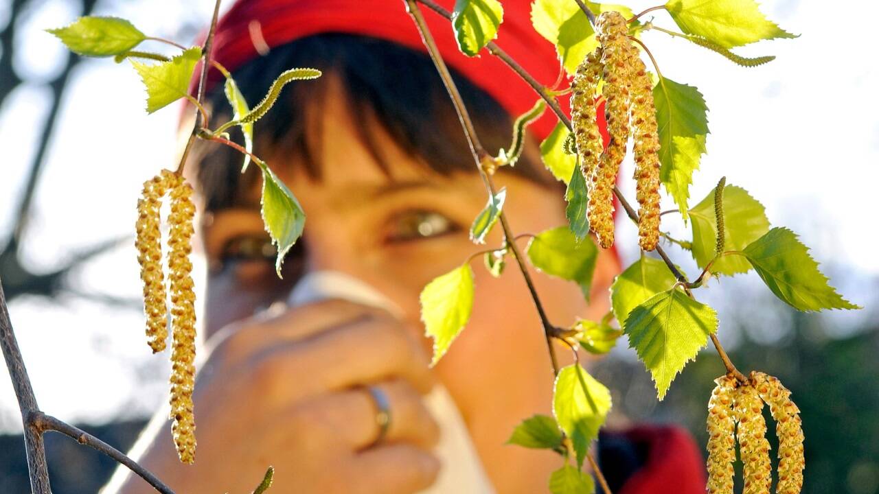 Forschungserkenntnisse der Meduni Wien und KL Krems bieten Hoffnung für Menschen mit Birkenpollenallergie. 