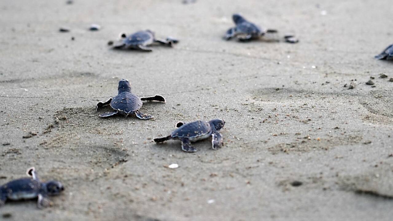 Nisttemperatur entscheidet über Geschlecht  Nisttemperatur entscheidet über Geschlecht
