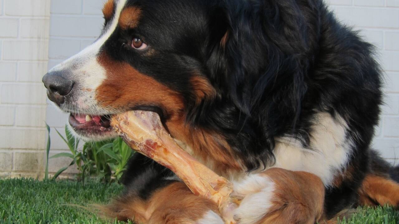 Frische Knochen schmecken den meisten Hunden, sind gut für die Zähne und dienen der Beschäftigung.  