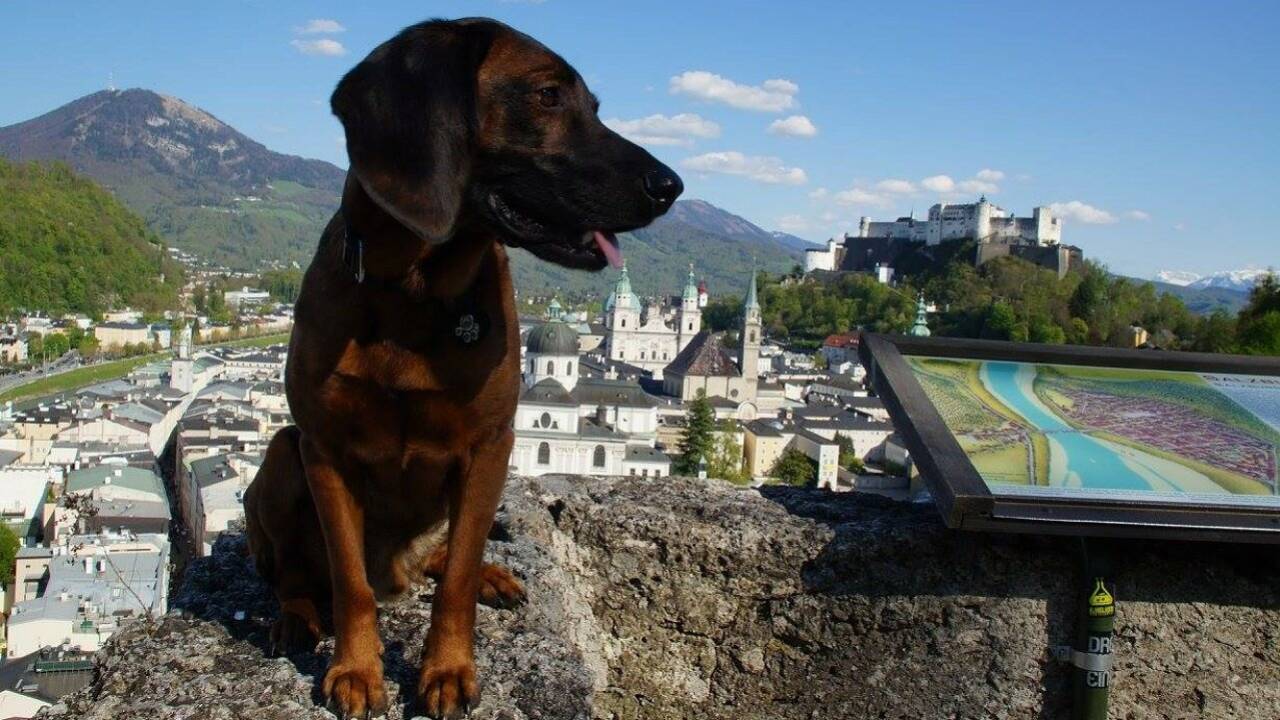 Mensch und Hund: Lernen, als Streicheleinheit getarnt Mensch und Hund: Lernen, als Streicheleinheit getarnt