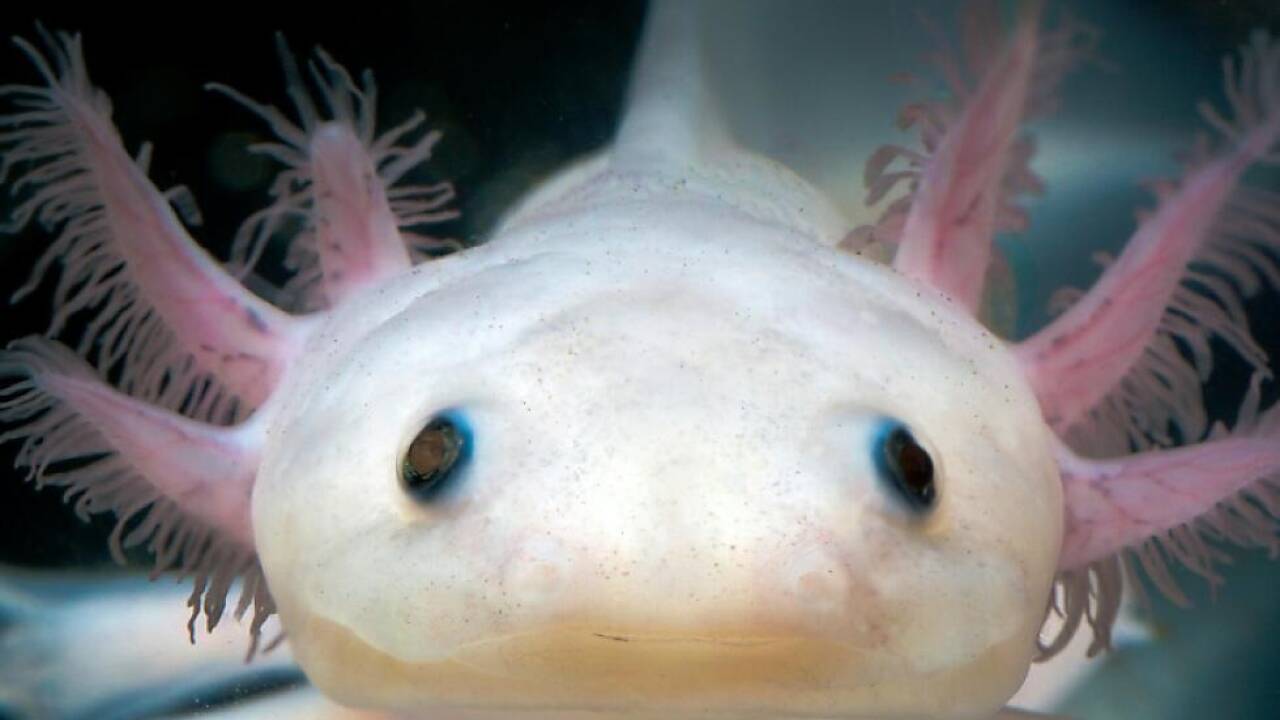 Mexikanischer Schwanzlurch hat außergewöhnliche regenerative Fähigkeiten Mexikanischer Schwanzlurch hat außergewöhnliche regenerative Fähigkeiten