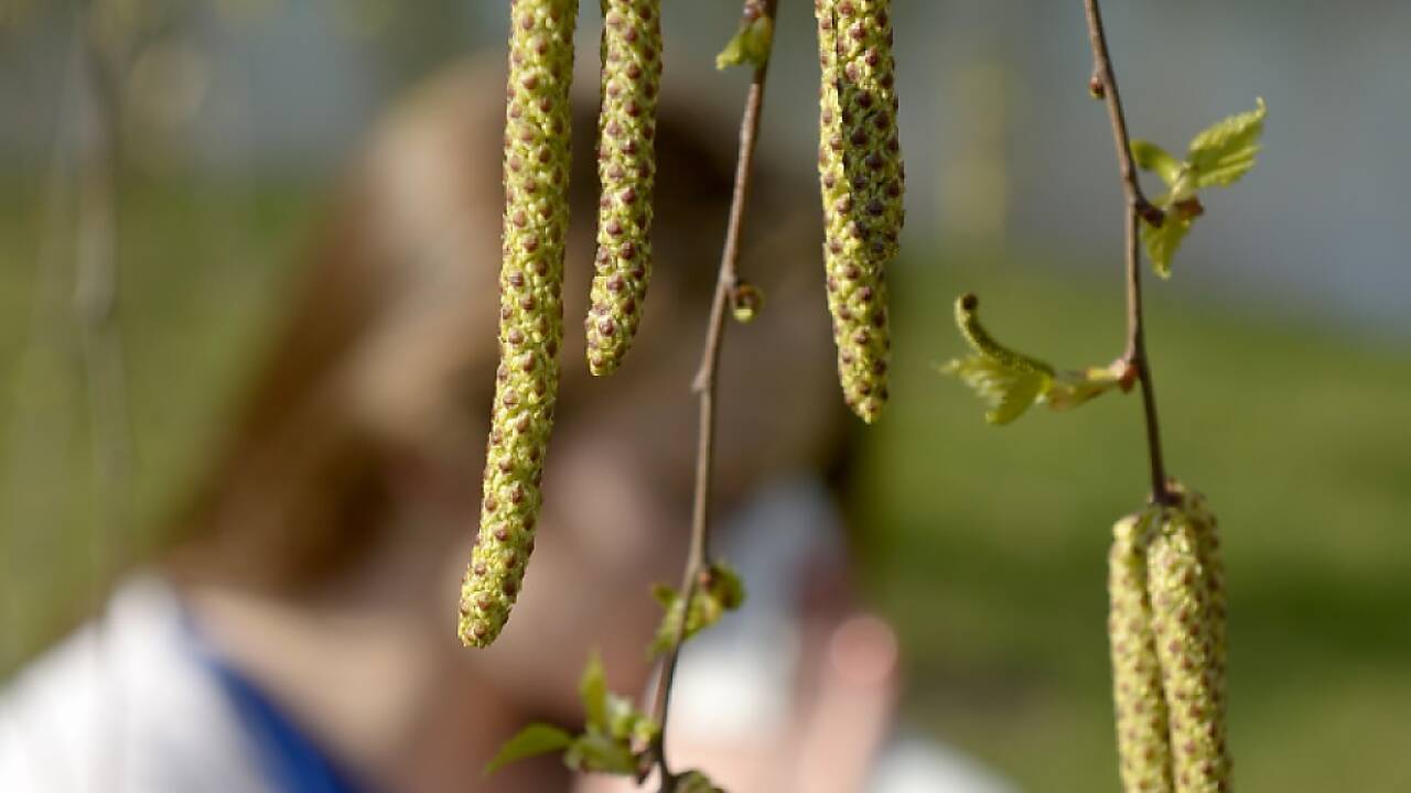 Der Klimawandel macht es Pollenallergikern nicht leichter 