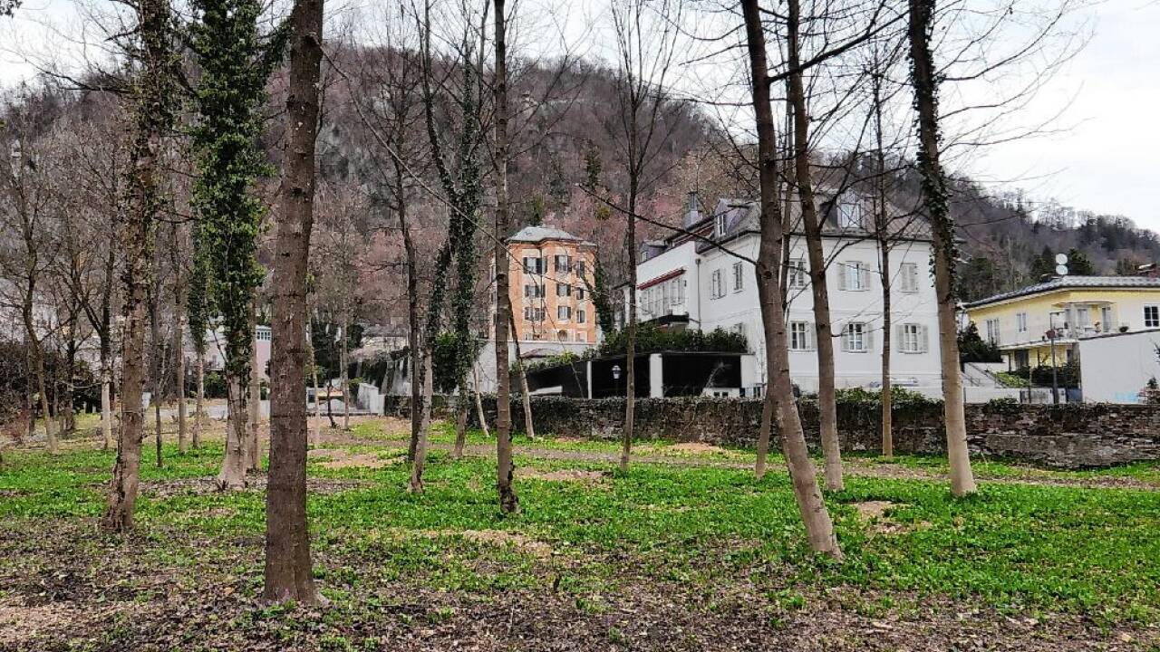 Das vom neuen Besitzer frisch gepflegte Waldstück.  