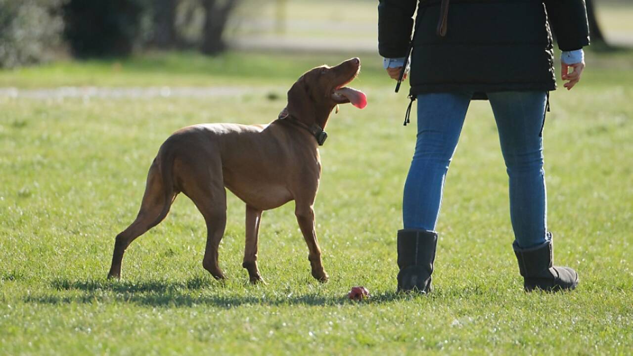 Debatte über Schutzhundeausbildung.  