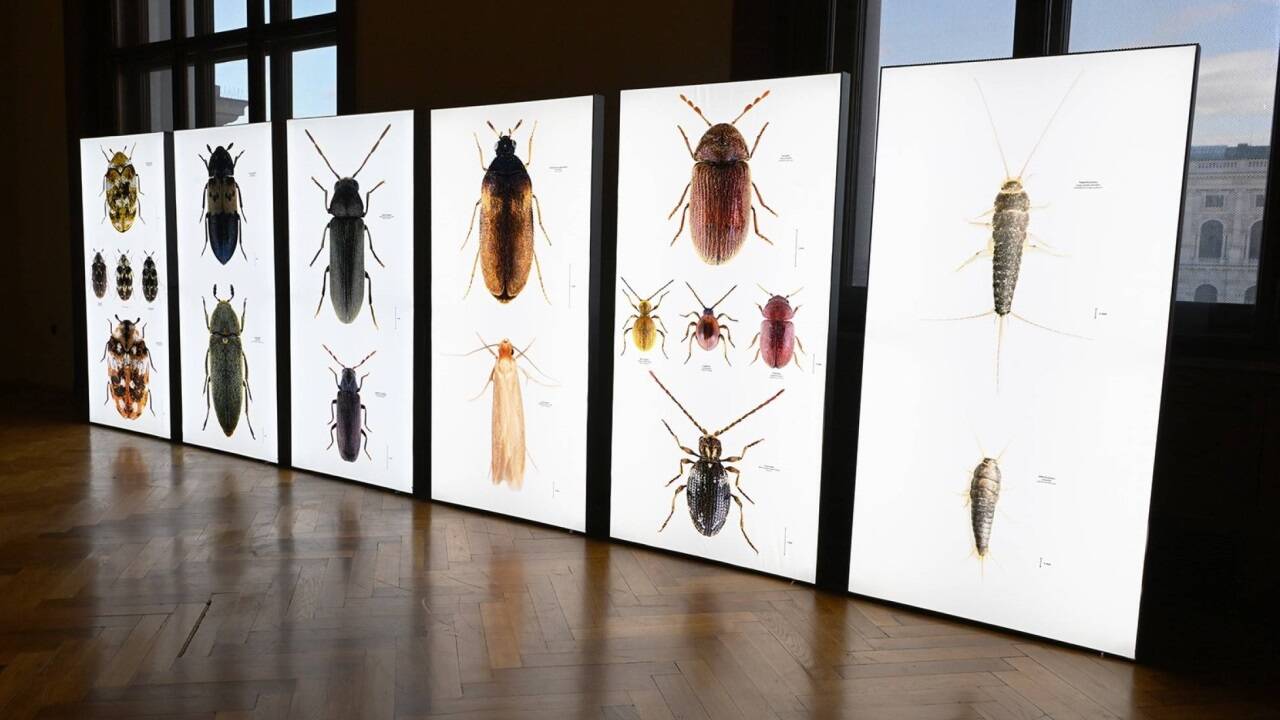 Es sind ungeliebte Besucher in Museen, fehlt Kleidermotten, Brotkäfern, Silberfischchen und Co doch jeglicher Respekt vor den wertvollen Objekten.  