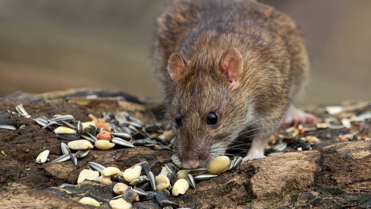 Offen herumliegendes Vogelfutter ist auch für Ratten ein gefundenes Fressen (Symbolfoto). Offen herumliegendes Vogelfutter ist auch für Ratten ein gefundenes Fressen (Symbolfoto).