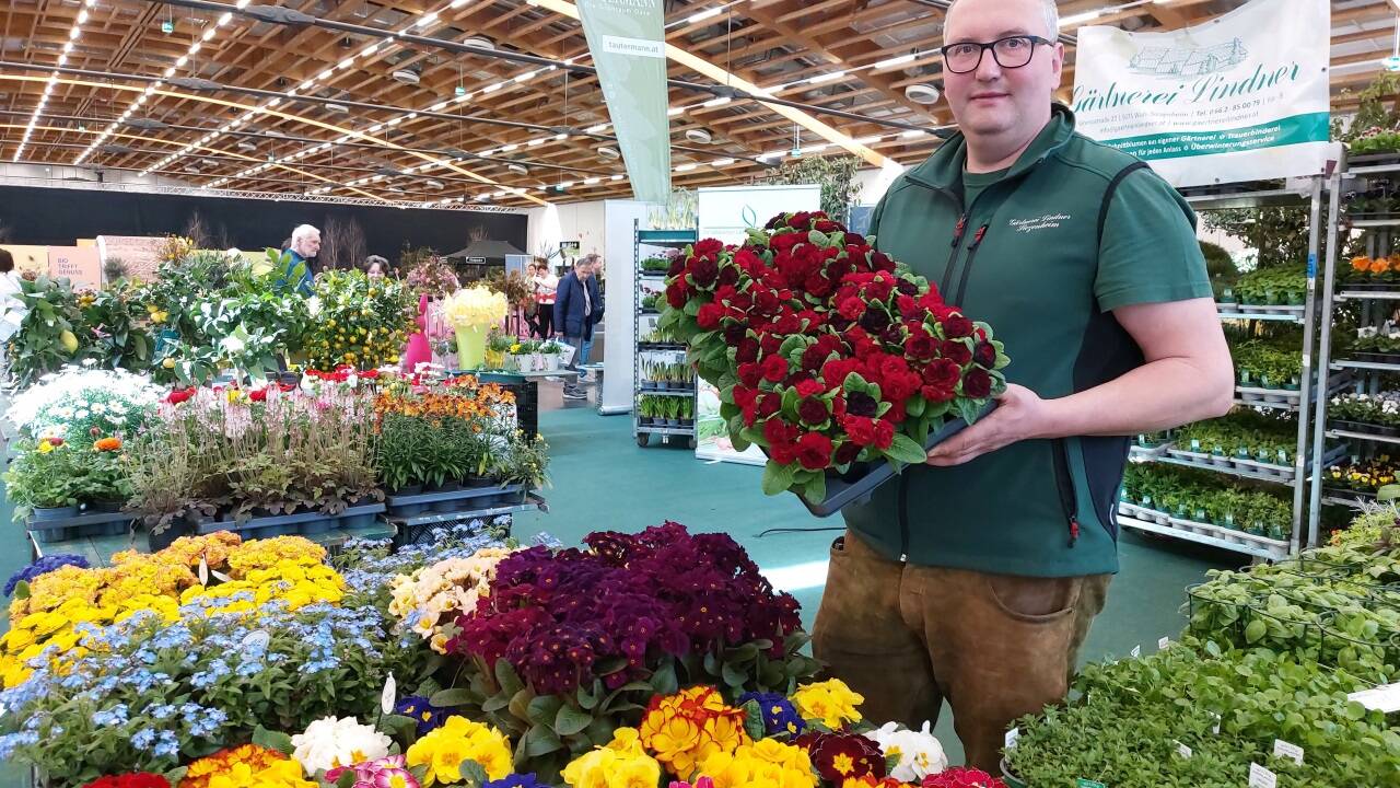 Juniorchef Andreas Lindner aus der Gärtnerei Lindner in Wals-Siezenheim mit Rosenprimeln.  