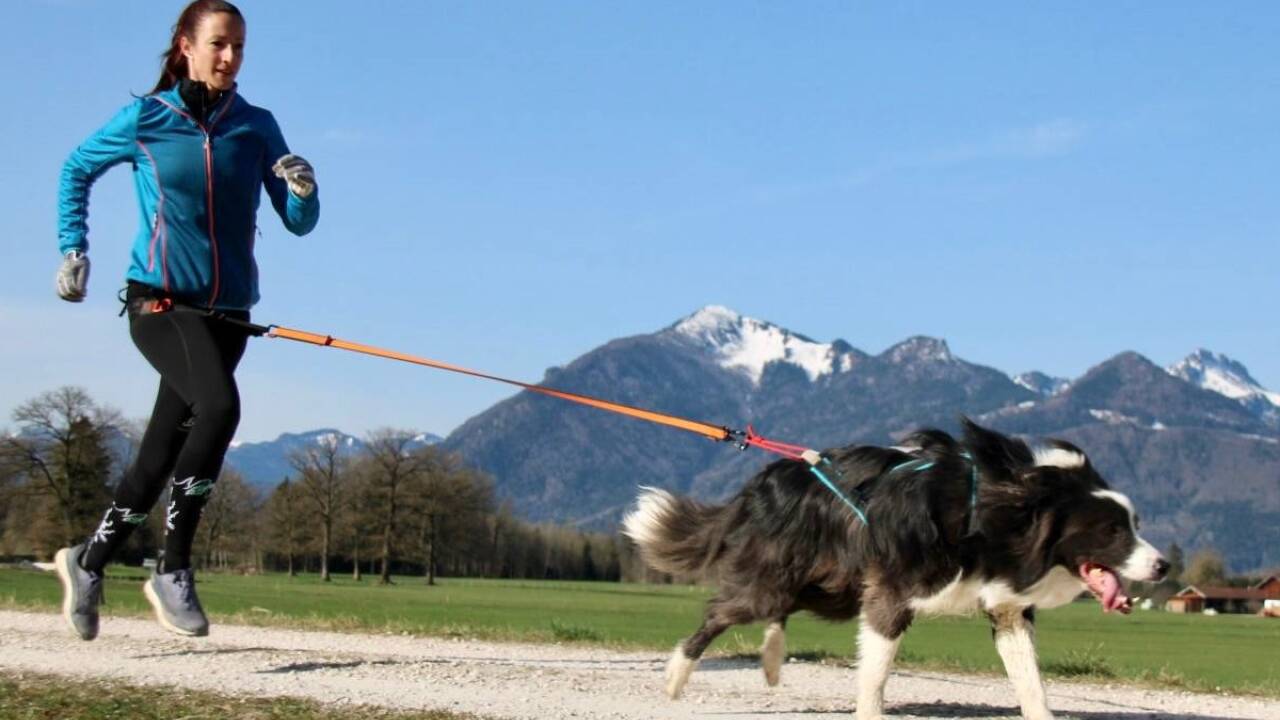 Sandra Bollingers Leidenschaft ist der Zughundesport. Hier läuft sie hinter ihrem Hund her, ein anderes Mal sitzt sie auf einem Fahrrad oder Dogscooter hinter dem Tier.    Sandra Bollingers Leidenschaft ist der Zughundesport. Hier läuft sie hinter ihrem Hund her, ein anderes Mal sitzt sie auf einem Fahrrad oder Dogscooter hinter dem Tier.