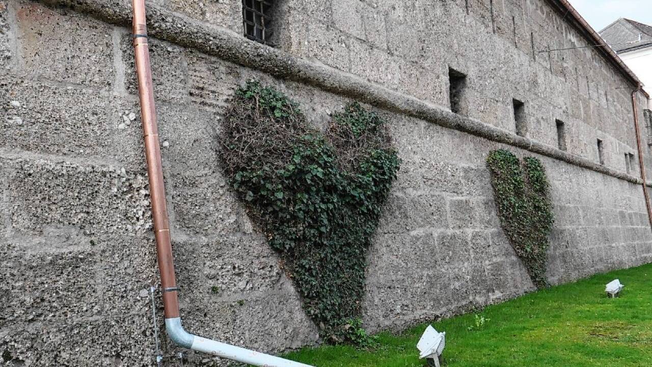 Immergrün auf der 400 Jahre alten Salzburger Stadtmauer.  