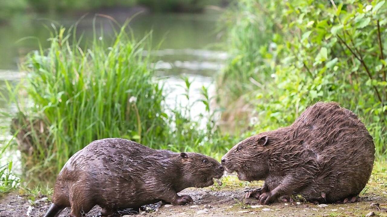 Biber brauchen viel Platz zum Leben.  Biber brauchen viel Platz zum Leben.